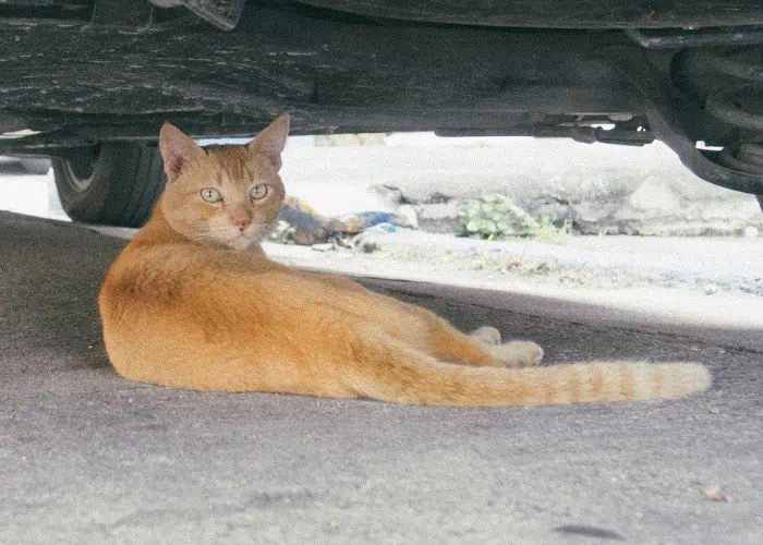 puspin cat resting under a vehicle