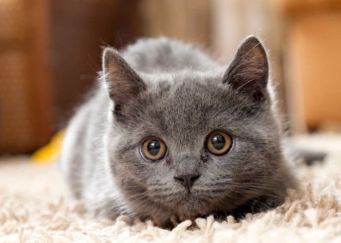 russian blue cat on the carpet