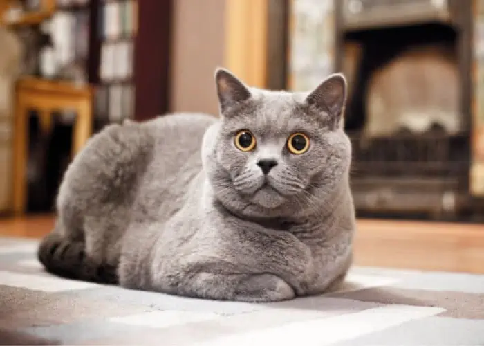 russian blue on a table