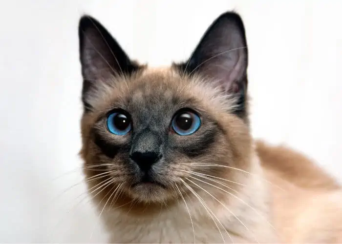 siamese cat close up photo on white background