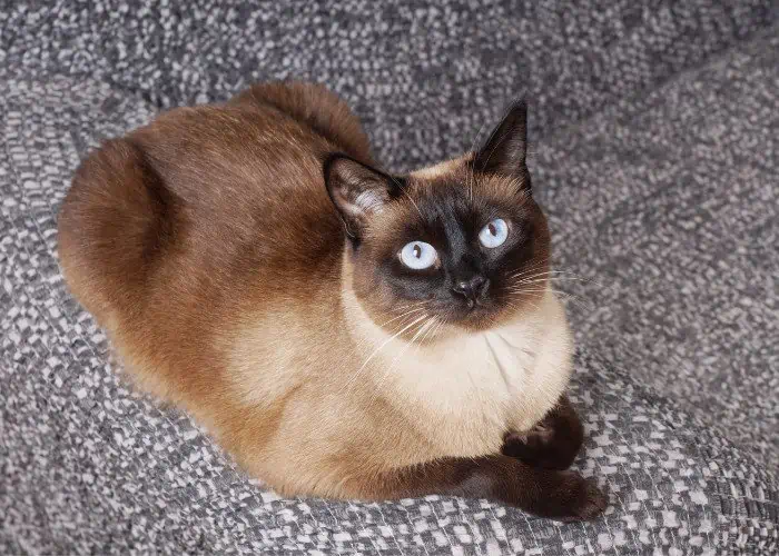 siamese cat lying on a gray couch