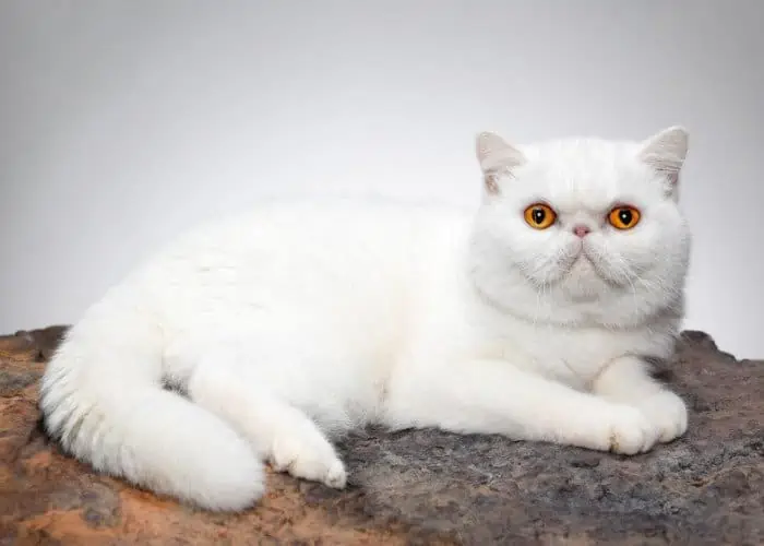 white exotic shorthair resting on a concrete