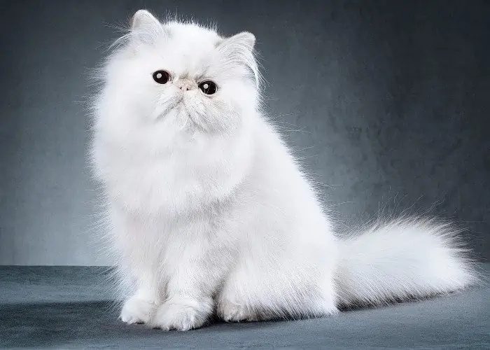 white persian cat on dark background