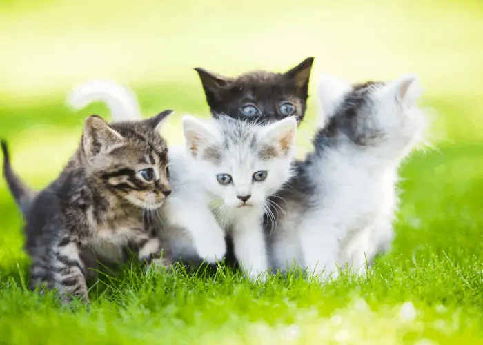 4 kittens on the lawn