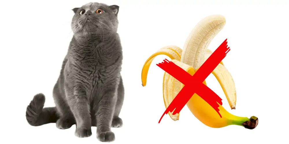 Why Are Cats Afraid of Bananas featured image