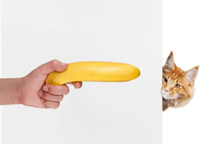 cat afraid of a banana
