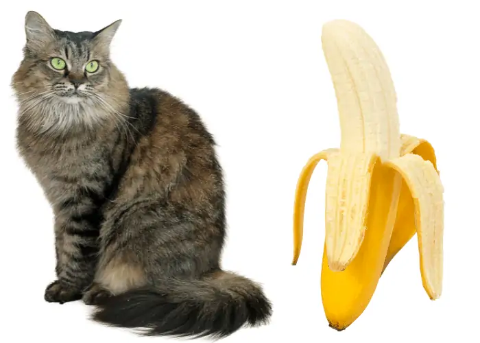 cat looking at banana