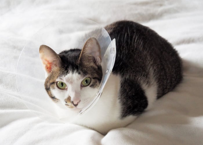 a sick cat with neck collar