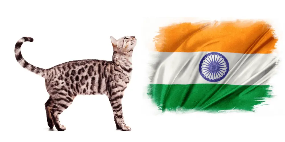 cat breeds in India image