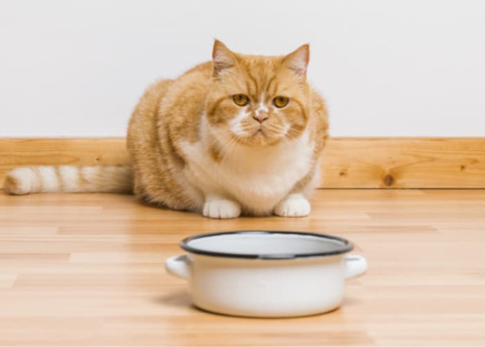 cat looking at its bowl