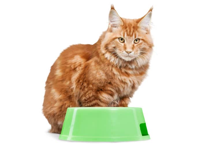 ginger cat and a green bowl