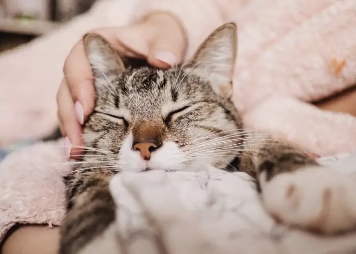 cat being stroked by owner