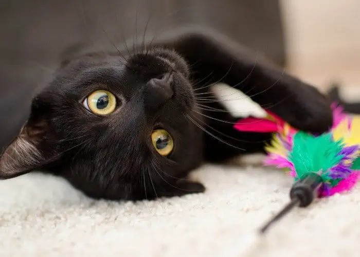 happy black cat lying on the bed playing