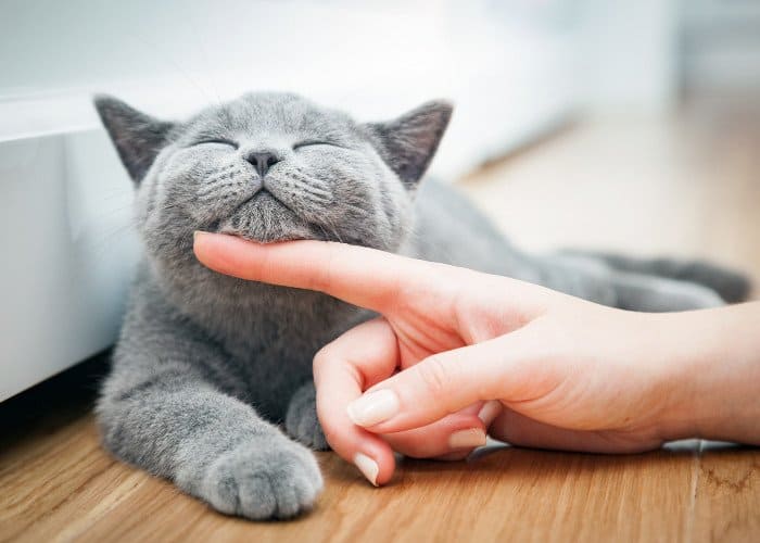 stroking a cat's face