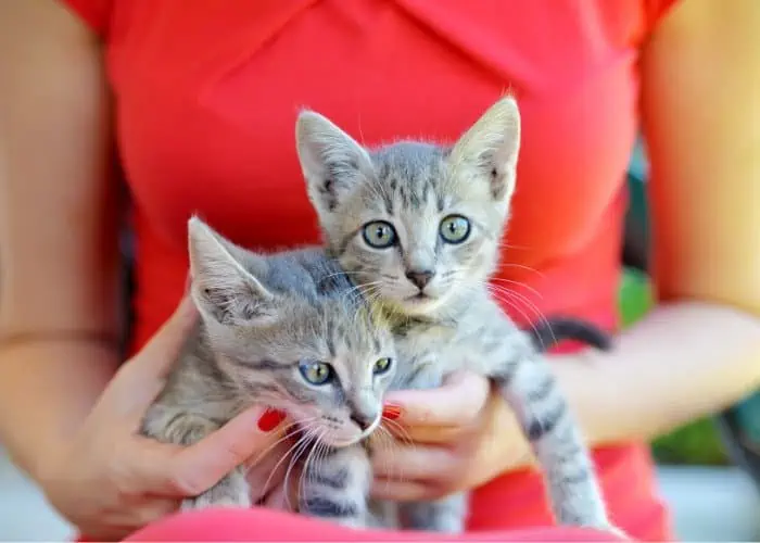 2 cute domestic short hair kittens being carried by the woman in red