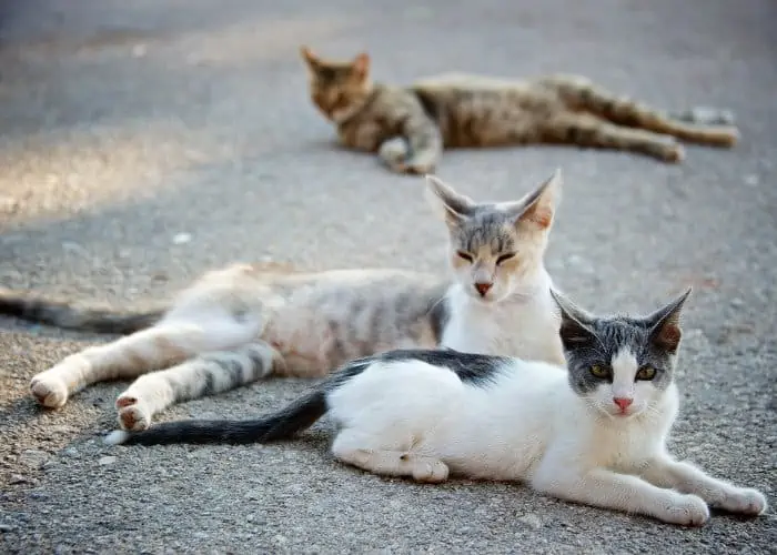 3 stray philippine cat lying on the road