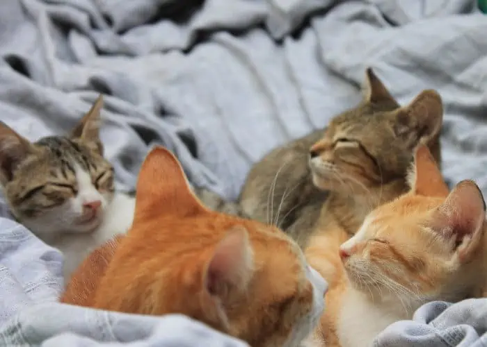 4 cats sleeping in bed