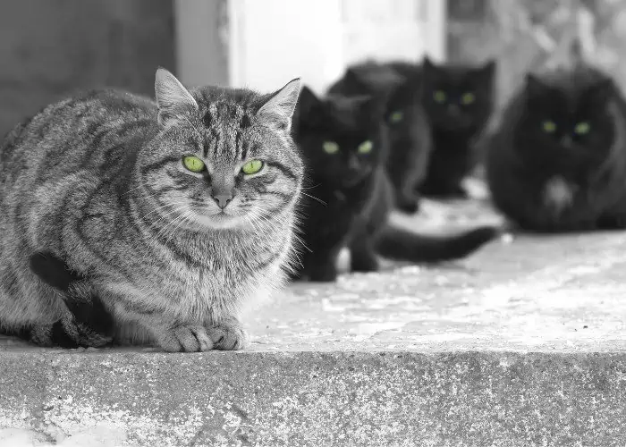 5 cats on a cemented ground