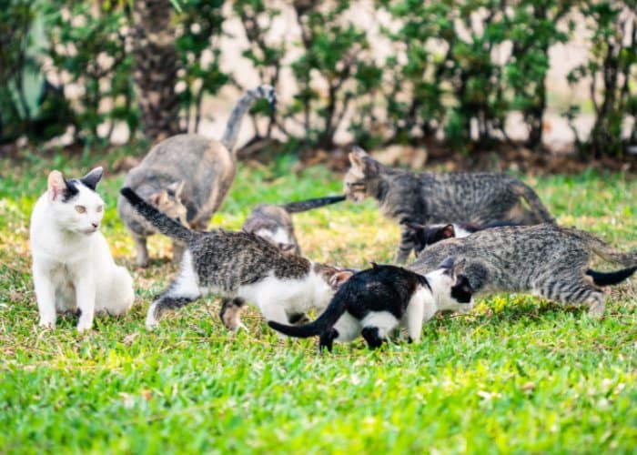 7 cats on the lawn
