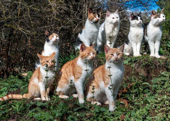 8 cats in the backyard