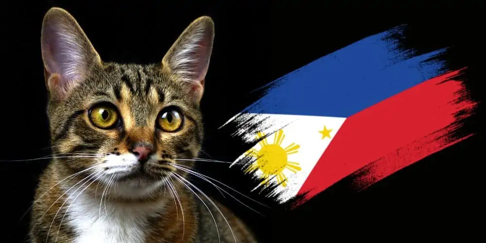 Puspin cat breed with philippine flag on balck background