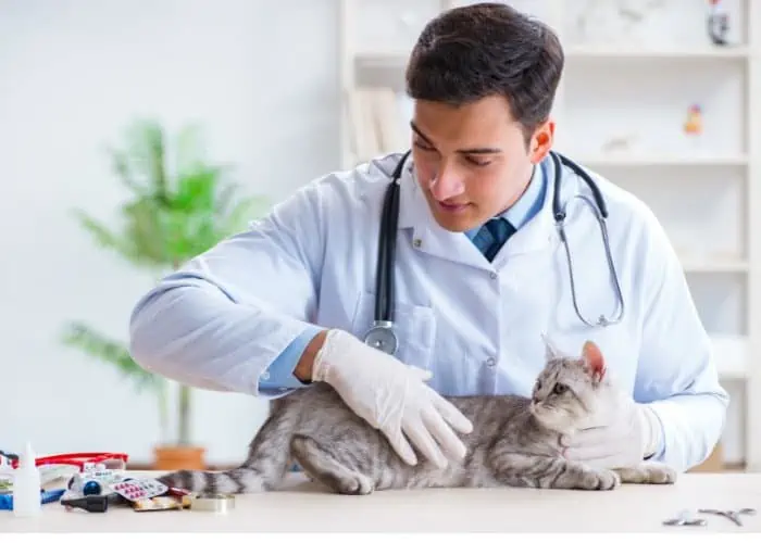 a Vet examining a sick cat
