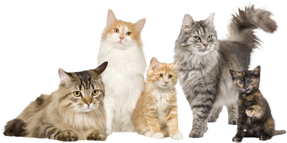 What Do You Call a Group Of Cats featured image