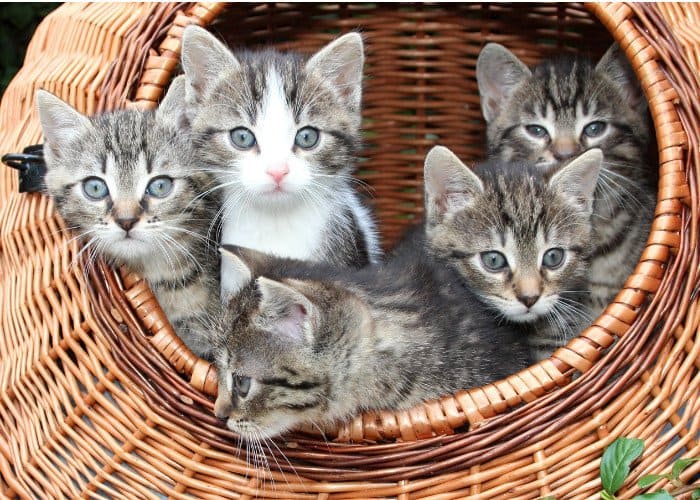 a kindle of kittens in a basket
