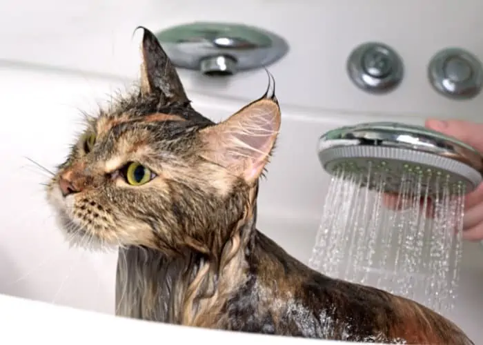 bathing a cat in the bathtub