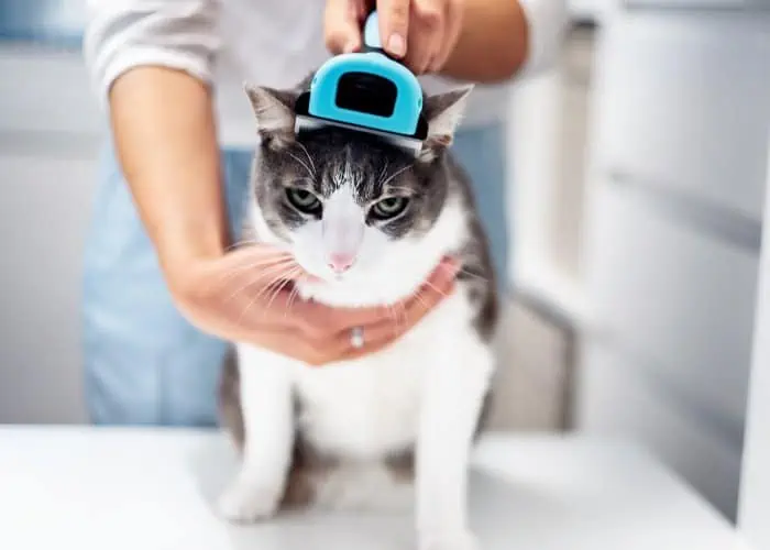 cat being groomed in a saloon