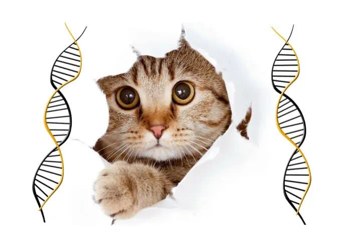 cat dna illustration