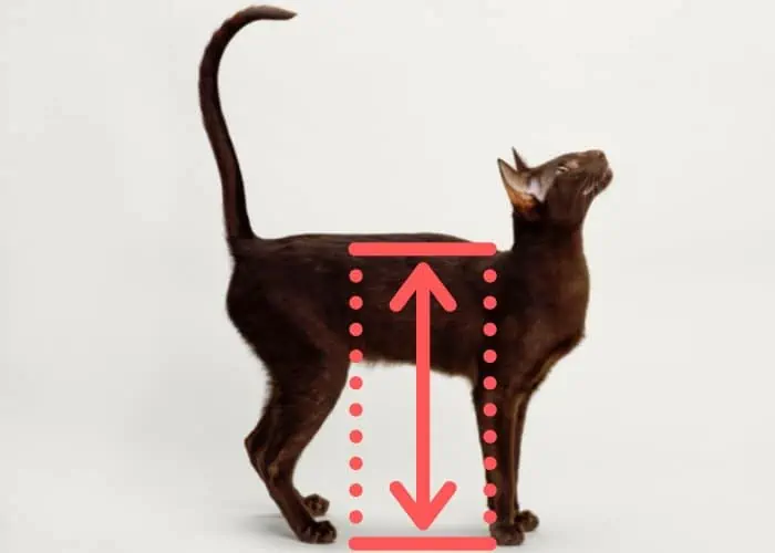 cat height measurement image