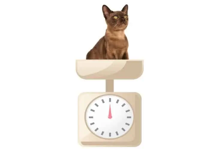 cat on a cream weighing scale