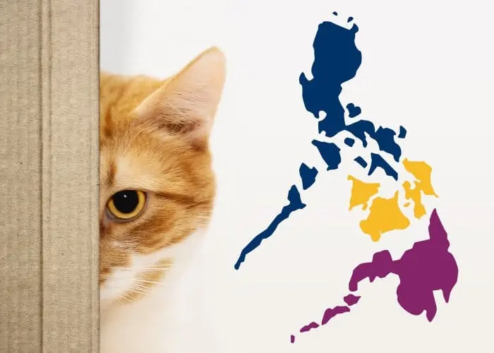 cat peeking and a philippine flag