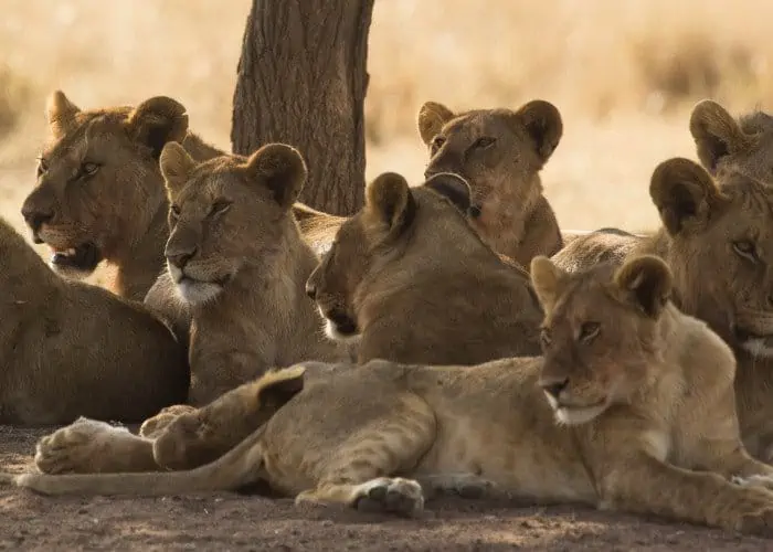 lion pride in Africa