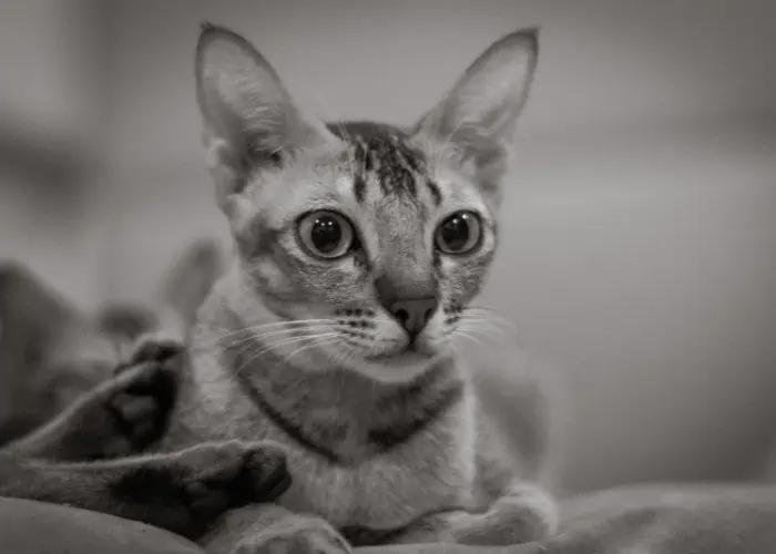 philippine cat portrait