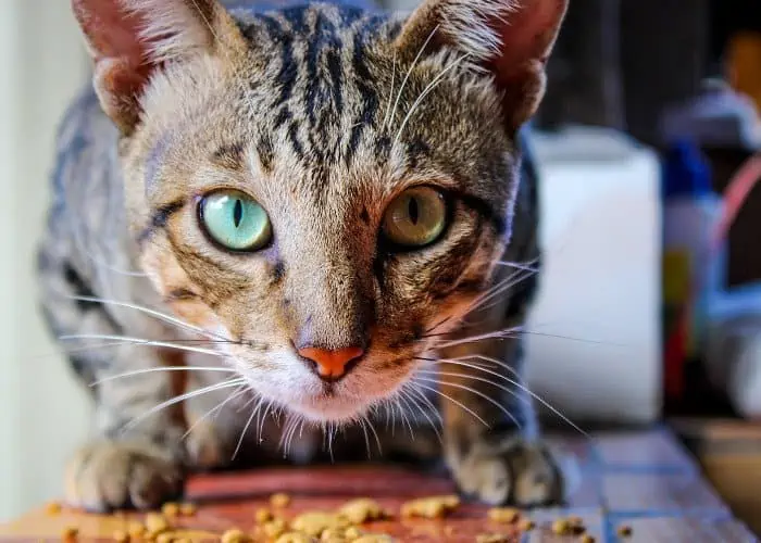 puspin cat eating on the table