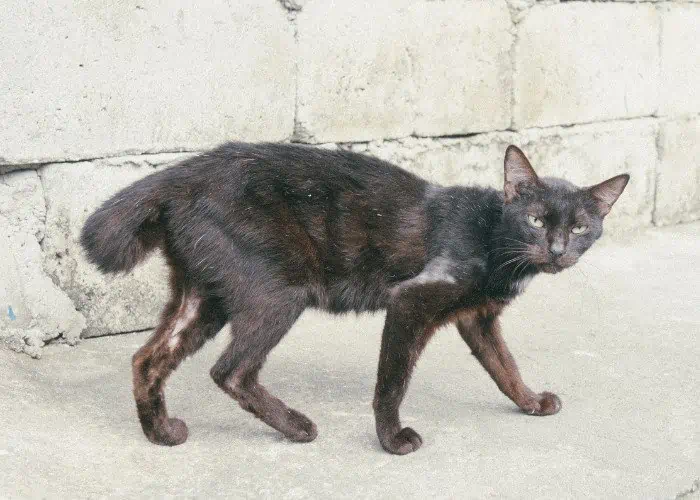 puspin cat roaming on the street 