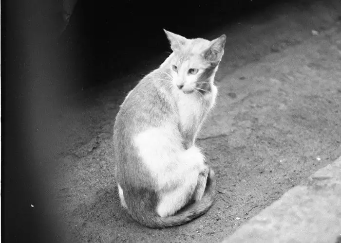 puspin cat vintage image