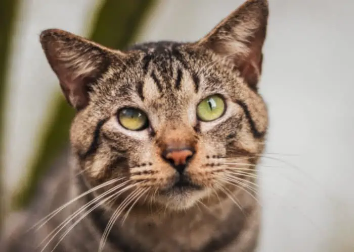 tabby cat close up image