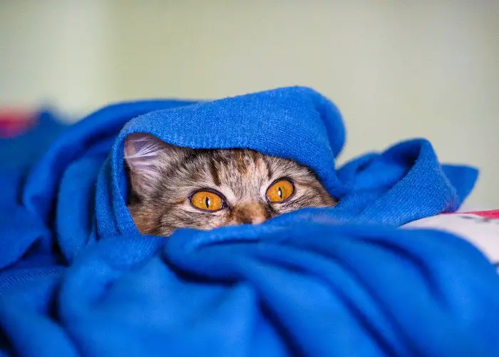 a cat hiding inside a blue shirt