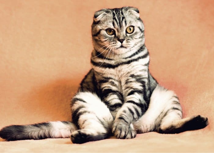 funny cat sitting image
