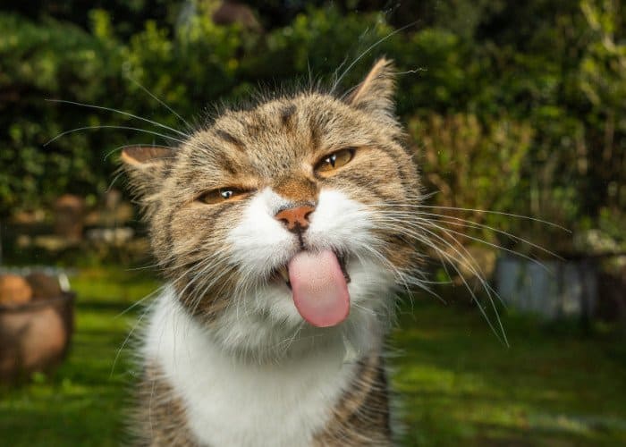 funny cat sticking tongue out