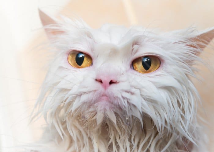 funny persian cat with face