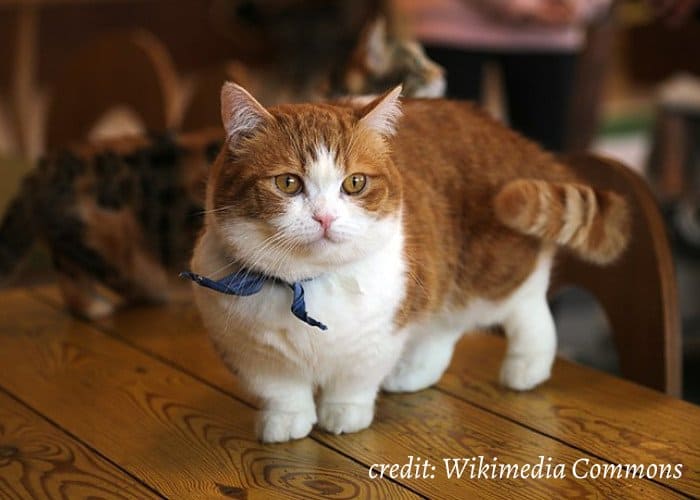 Munchkin or sausage cat on the table