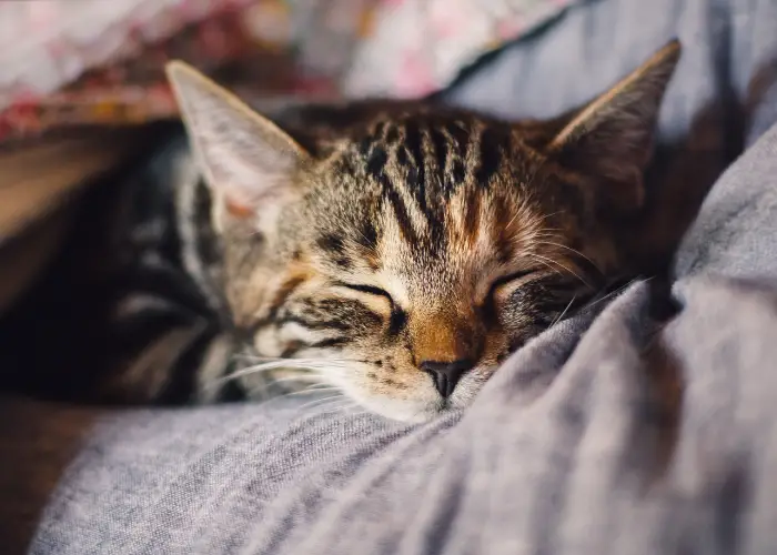 a sleeping domestic cat lying a sofa