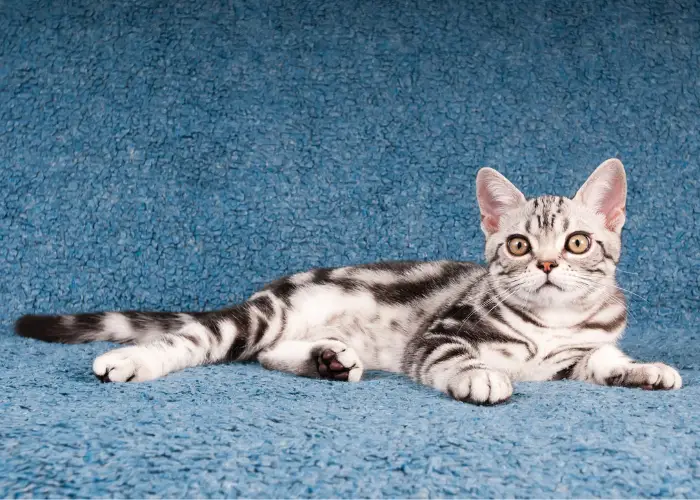 american shorthair kitten on a blue sofa