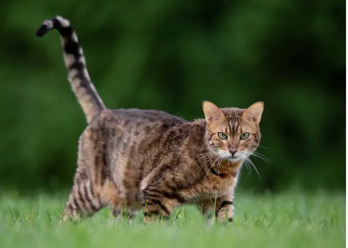bengal cat image walking on the lawn