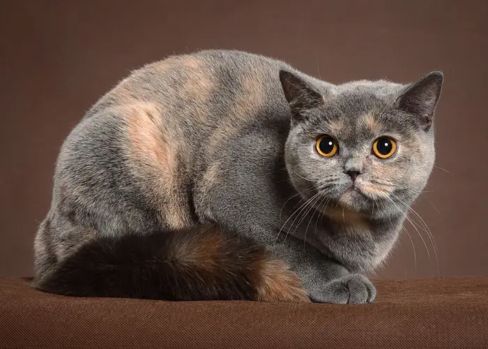 british shorthair cat image against a brown background
