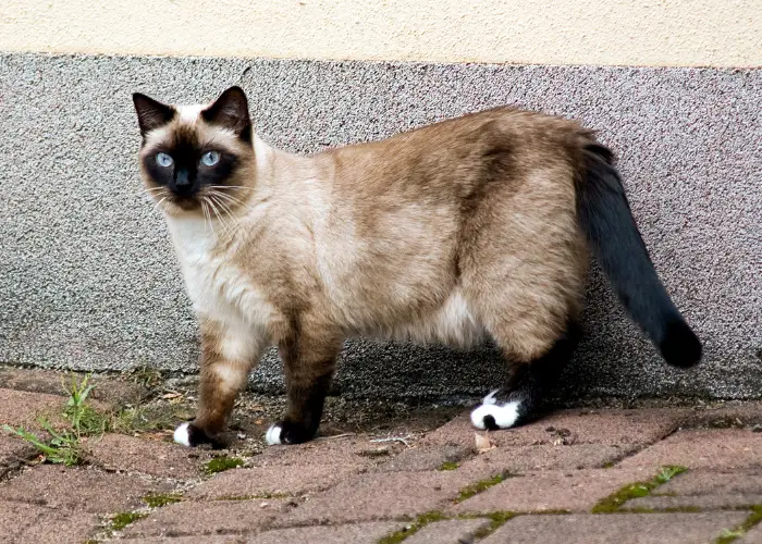 female siamese cat on the walkway